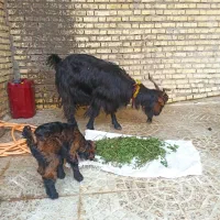 بز ترکی وبیگ نر|حیوانات مزرعه|شوشتر, |دیوار