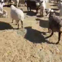 میش بره سالم جوان