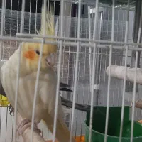 عروس هلندی مولد|پرنده|چناران, |دیوار