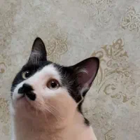 واگذاری گربه