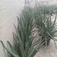 گل آلوئه ورا