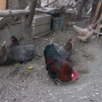 مرغ وخروس