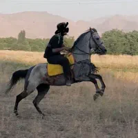 مادیون کرد|اسب و تجهیزات اسب‌سواری|تهران, آذربایجان|دیوار