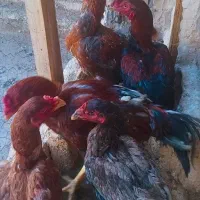 خروس لاری اصیل