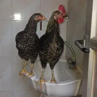 مرغوخروسسبزواری۹ماهه