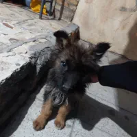 ژرمن شپرد شولاین