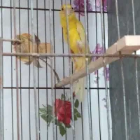 قناری ماده جیور