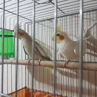 جفت عروس هلندی