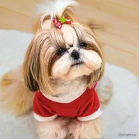 سگ شیتزو عروسکی و سوپرفلت