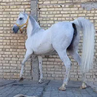 اسب مادیان