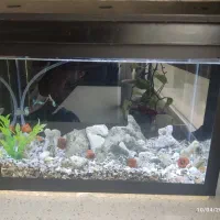 آکواریوم همراه با ماهی