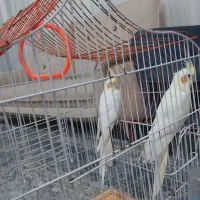 جفت عروس هلندی لوتینو تخم گذار|پرنده|تربت جام, تیپ ۳۸ زرهی تربت جام|دیوار