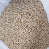 طوقی سرور ماده.با دوتا جوجه طوقی و50 کیلو گندم|پرنده|قم, زنبیل آباد|دیوار