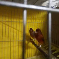 دوجفت قناری خوشرنگ ونژاددار