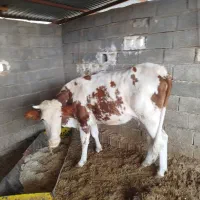 سه تا گاو جوان|حیوانات مزرعه|نورآباد ممسنی, |دیوار