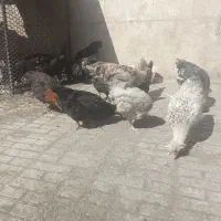 تعدادی جوجه مرغ و خروس