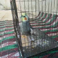 عروس هلندی  نر