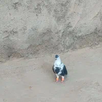 ساده‌سیاه‌امری