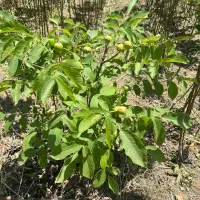 نهال گردو با درآمد بالا|خدمات باغبانی و درختکاری|بادرود, |دیوار