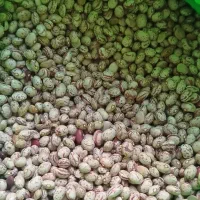 لوبیا چیتی رقم خمین