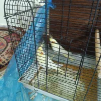 یه جفت نر و ماده عروس هلندی خوشگل و شیطون|پرنده|ری, دیلمان|دیوار