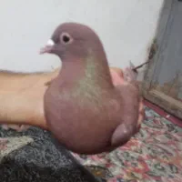 گلی دم سفید|پرنده|زرند, |دیوار