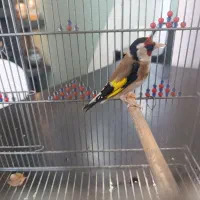 سهره مست وقفس عروس هلندی|پرنده|مرودشت, ژیان|دیوار