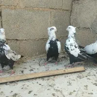 دمبی نر|پرنده|گتوند, |دیوار