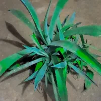 حراج کاکتوس فقط ۷۰ تومن