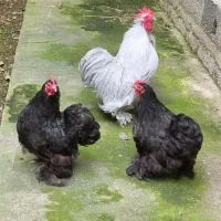 مرغ و خروس کوشین