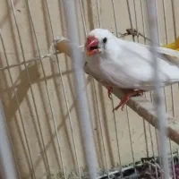 فنچ|پرنده|زهک, |دیوار