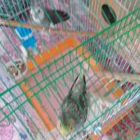 عروس هلندی نر و ماده بالغ جوجه داده|پرنده|اصفهان, باغ فدک|دیوار