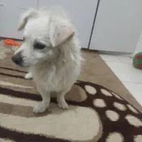 واگذاری سگ پامر اشتپبز نر