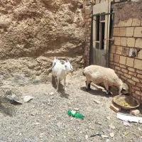 بز سانن
