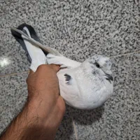 کفتر نر و ماده|پرنده|قم, کیوانفر|دیوار