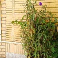 گلهای سبز وشاداب