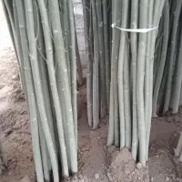 کبوده|گل و گیاه طبیعی|قزوین, |دیوار