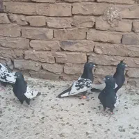فروشی کبوتر سینه سیاه|پرنده|رشتخوار, |دیوار