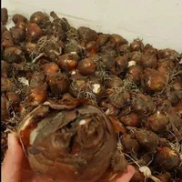 پیاز گل نرگس|خدمات باغبانی و درختکاری|اصفهان, کوی امام|دیوار