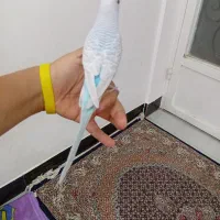 یک جفت مرغ عشق زیبا و رام|پرنده|شیراز, شهرک ترکان|دیوار