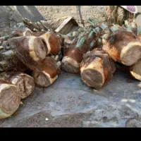 قطع نخل در باغ برای پیل|خدمات باغبانی و درختکاری|جنت, |دیوار