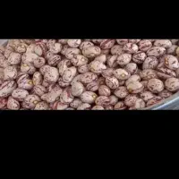 لوبیا چینی پاک شده تمیز برداشت امسال