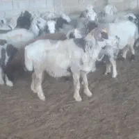 میش داشت
