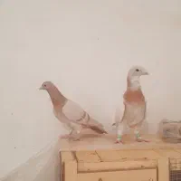 نروماده پلاکی