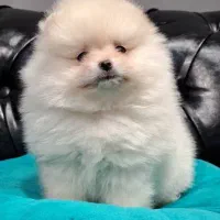 پامرانین سفید