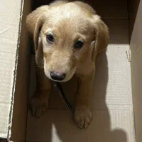 واگذاری گلدن