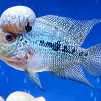 فلاور سیلور