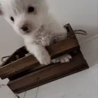 واگذاری سگ جیبی|سگ|اردبیل, |دیوار