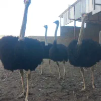 ۴ خانواده شترمرغ مولد|حیوانات مزرعه|مشهد, ادیب نیشابوری (شهرک غرب)|دیوار