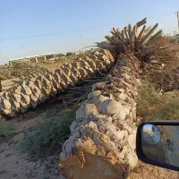 بریدنه درخت و نخل|خدمات باغبانی و درختکاری|سوسنگرد, |دیوار